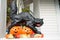 Black cat snarling while walking over jack o lantern face cutouts