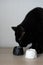 A black cat sniffs a handmade candle. soy candles in plaster candlesticks in black and white colors on the table