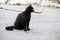 Black cat in the snow on a frozen pond, do not know the danger t