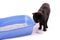 Black cat standing next to a litterbox