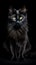 Black cat staring at the camera, black background