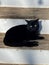 Black cat staying on wooden stairs front view