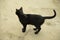 A black cat on the street. A stray cat on the pavement