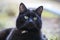 Black cat with striking green eyes
