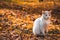 Black cat in sunset orange light sits like a figurine