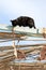 Black cat tries to steal drying fish, Spain