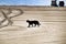 Black cat walking on the beach