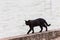 A black cat walking on a pier on Trasimeno lake Umbria