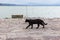 A black cat walking on a pier on Trasimeno lake Umbria