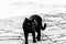 A black cat walking on a pier on Trasimeno lake Umbria