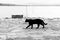 A black cat walking on a pier on Trasimeno lake Umbria