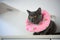 Black cat wearing a collar made of cloth. pink with fruit pattern To prevent licking, cat is resting, poor sick cat is bored
