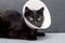 Black cat wearing Elizabethan collar lying on a gray sofa after surgical operation. Animal healthcare concept