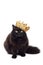 Black cat wearing golden crown isolated