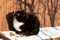 A black cat with a white breast basks in the sun on a frosty snowy day. A cat\\\'s walk in the snow on a sunny day.