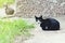 A black cat with a white breast sits in the yard.