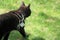 Black cat in white harness walks over grassy lawn