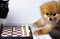 A black cat with a white nose and paws and a Pomeranian cute dog play chess