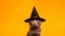 Black cat in a witch\\\'s hat on yellow background. Halloween background