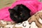 Black cat wrapped under terry towel