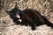 Black cat yawns lying on the straw