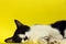 Black Cat on Yellow Background. Sleeping Cat.