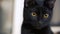 The black cat with yellow eyes. Clip. Black cat with red eyes at home