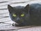 Black Cat with Yellow Eyes Looking and Staring while Hunting on Roof