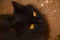 A black cat with yellow eyes looks directly at screen. A beautiful cat is photographed from above