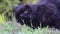 Black cat with yellow eyes outdoor. Black cat lies outside on the grass. Selkirk rex cat eating grass in the garden