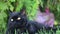 Black cat with yellow eyes outdoor. Black cat lies outside on the grass watching the surrounding. Selkirk rex.