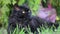 Black cat with yellow eyes outdoor. Black cat lies outside on the grass watching the surrounding. Selkirk rex