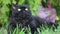 Black cat with yellow eyes outdoor. Black cat lies outside on the grass watching the surrounding. Selkirk rex