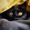 a black cat with yellow eyes peeks out from under a yellow blanket on the bed, close-up, funny photo with pets