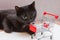 Black cat with yellow eyes sniffs a toy basket for shopping