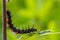 Black caterpillar of aglais io