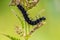 Black caterpillar of aglais io