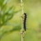 Black caterpillar of aglais io