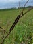 A black caterpillar on a grass stalk