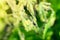 Black caterpillar of a peacock butterfly on a nettle close-up. A black caterpillar with spikes and white dots eats the leaves of