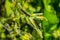 Black caterpillar of a peacock butterfly on a nettle close-up. A black caterpillar with spikes and white dots eats the leaves of