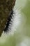 Black caterpillar worm with water drops in the nature background.