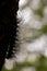 Black caterpillar worm with water drops in the nature background.