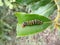Black caterpillar with yellow spots and red head on leaf in Swaziland