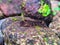 Black caterpillars crawling on the mossy rocks