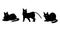 Black cats. Domestic animals poses and actions. Feline breed. Pets positions. Dark fluffy kitten lying or hunting