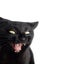 Black cats with open mouth and fangs. Cats are vampires. Halloween background. Copy space.