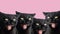 Black cats with open mouth and fangs. Cats are vampires. Halloween background. Copy space.