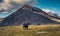 Black Cattle on Mountain Pastures