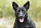 Black cattledog mix dog panting tongue